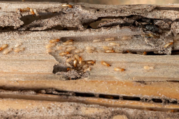 Best Pest Prevention Services  in Maywood Park, OR